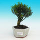 Pokojová bonsai korkový buxus PB216719 - 1/4