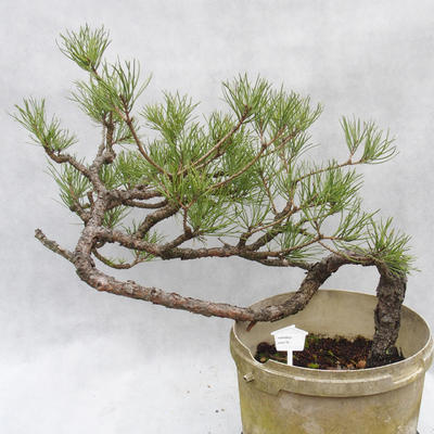 Venkovní bonsai -Borovice lesní - Pinus sylvestris - 1