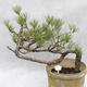 Venkovní bonsai -Borovice lesní - Pinus sylvestris - 1/7
