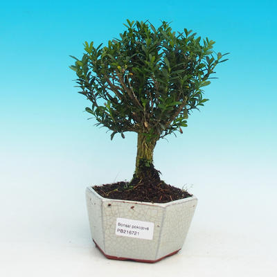 Pokojová bonsai korkový buxus PB216721 - 1