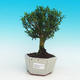 Pokojová bonsai korkový buxus PB216721 - 1/4