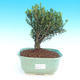 Pokojová bonsai - Buxus harlandii - korkový buxus - 1/4