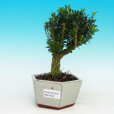 Pokojová bonsai korkový buxus PB216722 - 1