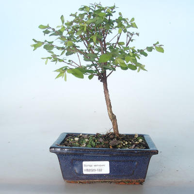 Venkovní bonsai Pámelník - symphoricarpos chenaultii hancock VB2020-722 - 1