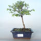 Venkovní bonsai Pámelník - symphoricarpos chenaultii hancock VB2020-722 - 1/2