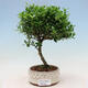 Pokojová bonsai - Ilex crenata - Cesmína - 1/2