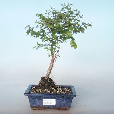 Venkovní bonsai Pámelník - symphoricarpos chenaultii hancock VB2020-723 - 1