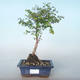 Venkovní bonsai Pámelník - symphoricarpos chenaultii hancock VB2020-723 - 1/2