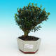 Pokojová bonsai korkový buxus PB216724 - 1/4