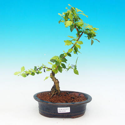 Pokojová bonsai - Duranta PB215724 - 1