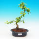 Pokojová bonsai - Duranta PB215724 - 1/3