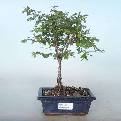 Venkovní bonsai Pámelník - symphoricarpos chenaultii hancock VB2020-725 - 1