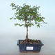 Venkovní bonsai Pámelník - symphoricarpos chenaultii hancock VB2020-725 - 1/2