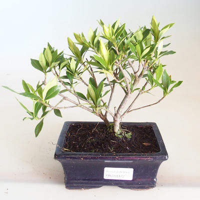Pokojová bonsai - Gardenia jasminoides-Gardenie PB2201172 - 1