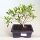 Pokojová bonsai - Gardenia jasminoides-Gardenie PB2201172 - 1/2