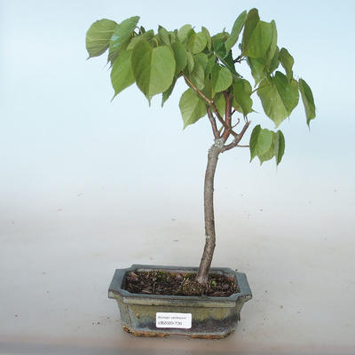 Venkovní bonsai - Lípa srdčitá - Tilia cordata VB2020-730