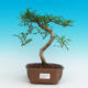 Pokojová bonsai - Pepřovník PB216731 - 1/4