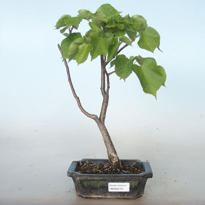 Venkovní bonsai - Lípa srdčitá - Tilia cordata VB2020-731