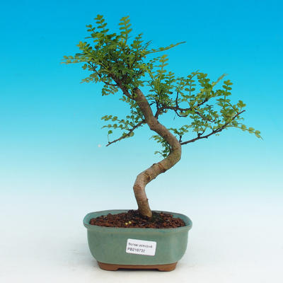 Pokojová bonsai - Pepřovník PB216732 - 1