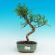 Pokojová bonsai - Pepřovník PB216732 - 1/4
