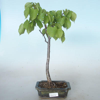 Venkovní bonsai - Lípa srdčitá - Tilia cordata VB2020-732