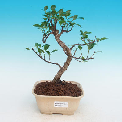 Pokojová bonsai - Ficus kimmen -  malolistý fíkus - 1