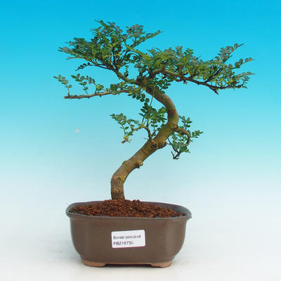 Pokojová bonsai - Pepřovník PB216735 - 1