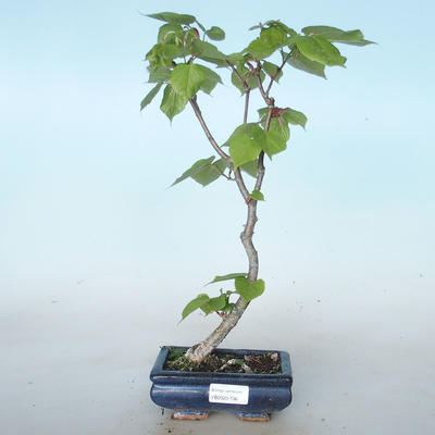 Venkovní bonsai - Lípa srdčitá - Tilia cordata VB2020-736