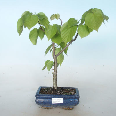 Venkovní bonsai - Lípa srdčitá - Tilia cordata VB2020-737