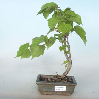 Venkovní bonsai - Lípa srdčitá - Tilia cordata VB2020-739