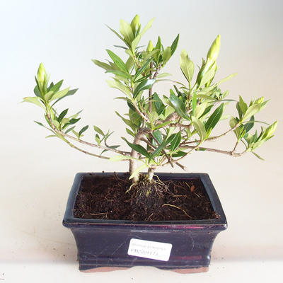 Pokojová bonsai - Gardenia jasminoides-Gardenie PB2201173 - 1