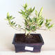 Pokojová bonsai - Gardenia jasminoides-Gardenie PB2201173 - 1/2