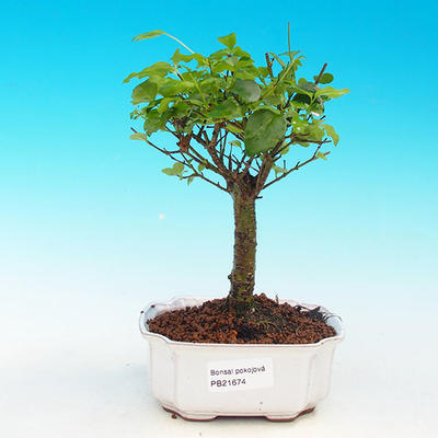 Pokojová bonsai -Ligustrum chinensis - Ptačí zob PB216674 - 1
