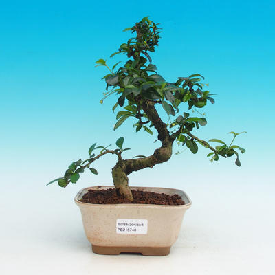 Pokojová bonsai - Carmona macrophylla PB216740 - 1