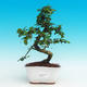 Pokojová bonsai - Carmona macrophylla PB216741 - 1/5