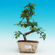Pokojová bonsai - Carmona macrophylla PB216742 - 1/5