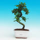Pokojová bonsai - Carmona macrophylla PB216743 - 1/5