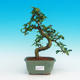 Pokojová bonsai - Carmona macrophylla PB216744 - 1/5