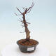 Venkovní bonsai - Javor palmatum DESHOJO - Javor dlanitolistý - 1/6