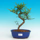 Pokojová bonsai -Pepřovník PB216746 - 1/4
