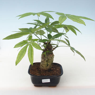 Pokojová bonsai - Pachira vodní PB2191746