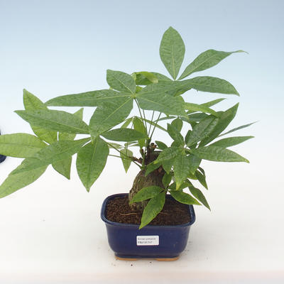 Pokojová bonsai - Pachira vodní PB2191747