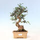 Pokojová bonsai - Olea europaea sylvestris -Oliva evropská drobnolistá - 1/3