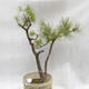 Venkovní bonsai -Borovice lesní - Pinus sylvestris - 1/6