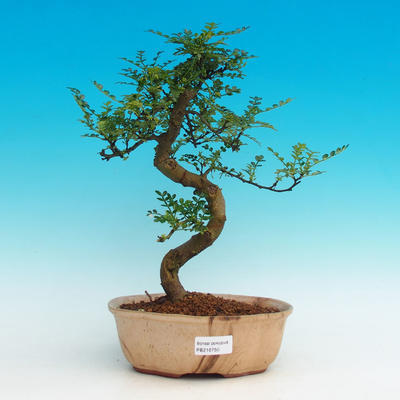 Pokojová bonsai -Pepřovník PB216750 - 1