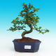 Pokojová bonsai - Carmona macrophylla PB216751 - 1/5
