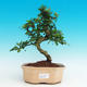Pokojová bonsai - Carmona macrophylla PB216753 - 1/5