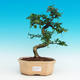 Pokojová bonsai - Carmona macrophylla PB216754 - 1/5