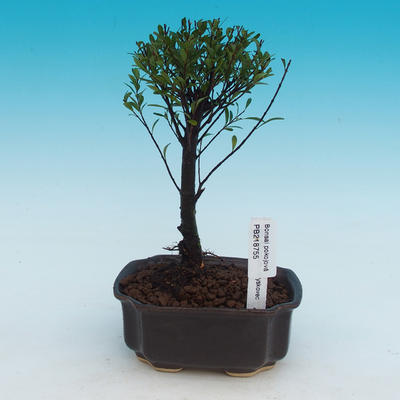 Pokojová bonsai -  Syzygium - Pimentovník - 1