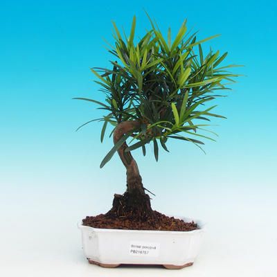 Pokojová bonsai-Podocarpus- kamenný tis PB216757 - 1